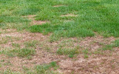 Chinch bugs: Small in Size but Big in Numbers