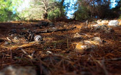 Six Things You Should Know About Pine Straw