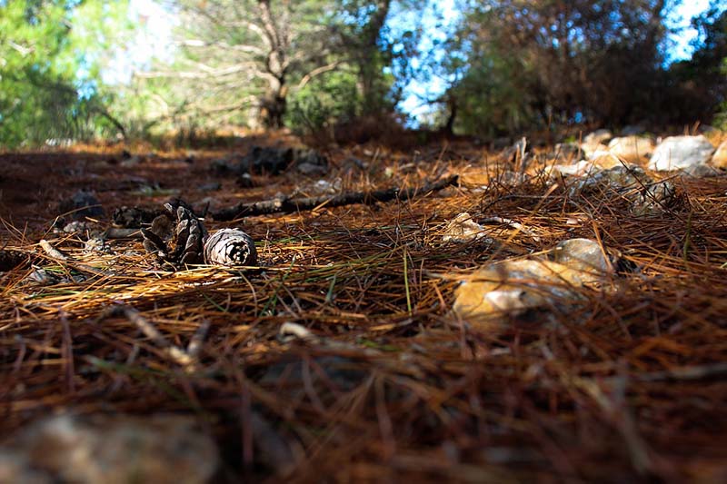 Six Things You Should Know About Pine Straw