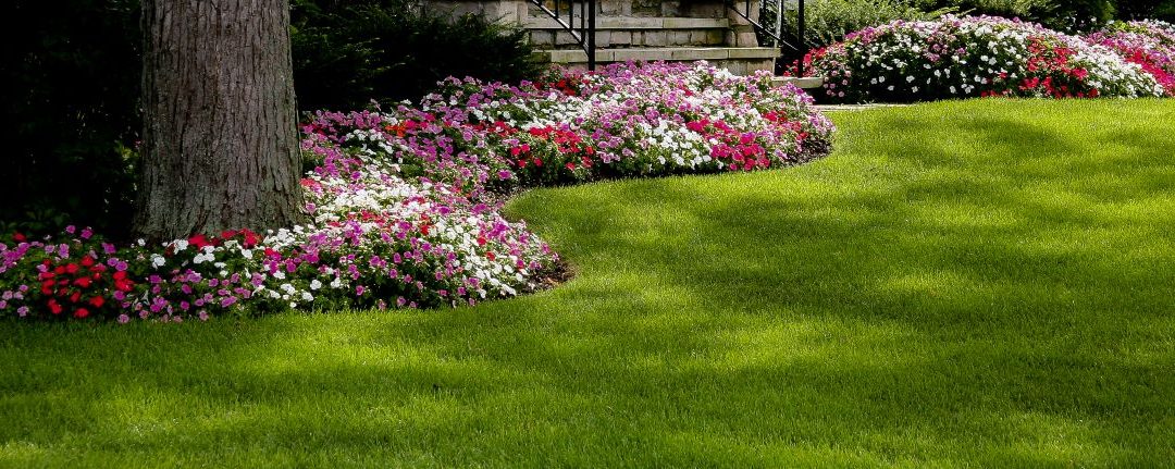Difference Between Annual and Perennial Plants