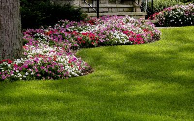 Difference Between Annual and Perennial Plants