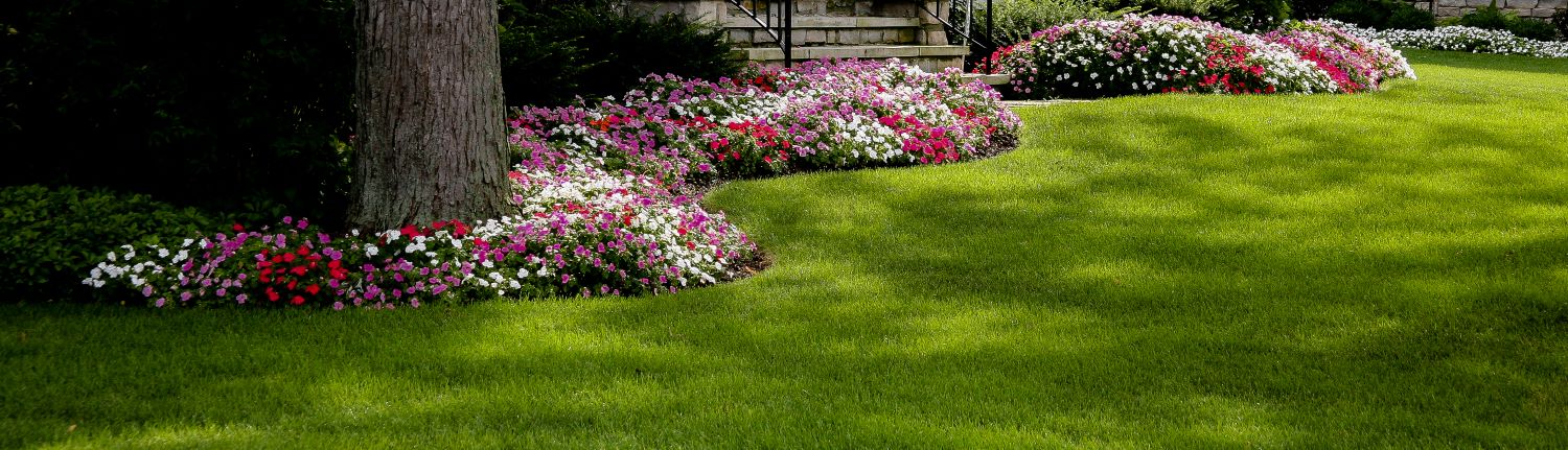southern lawn annual flowers rollins landscape