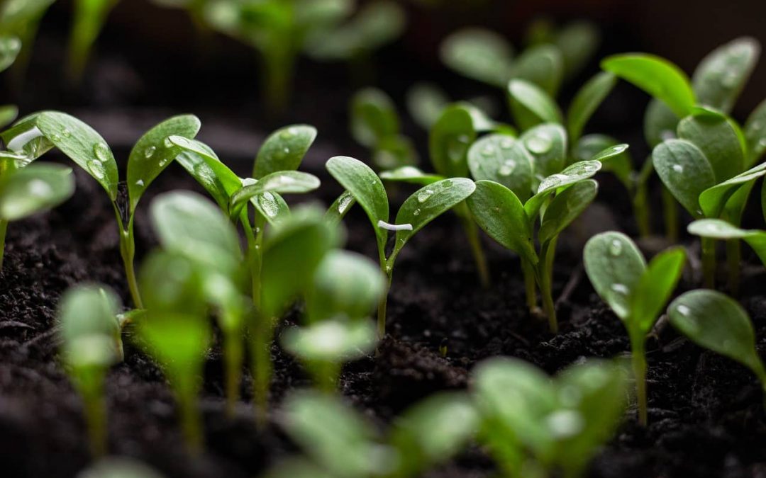 Summer Stressing out Your Plants? Tips to Help Them Survive the Scorching