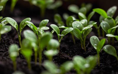 Summer Stressing out Your Plants? Tips to Help Them Survive the Scorching