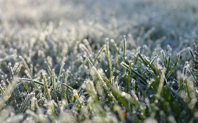 Repairing Winter Lawn Damage