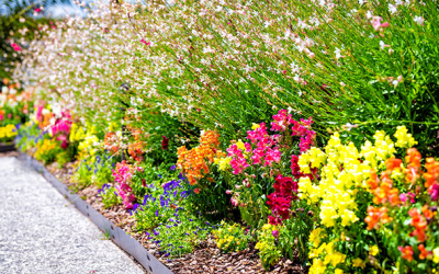 Brighten Up the Landscape with Annual Flowers
