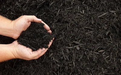Why Do We Use Mulch in the Landscape?
