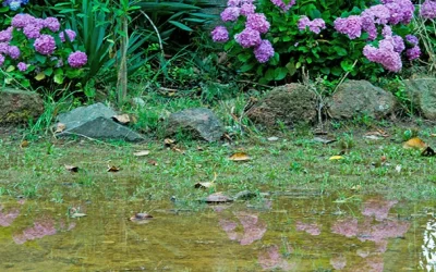 Too Much Water? Addressing Drainage Issues