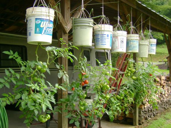 How to Grow Hanging Tomato Plants with a DIY Upside Down Planter
