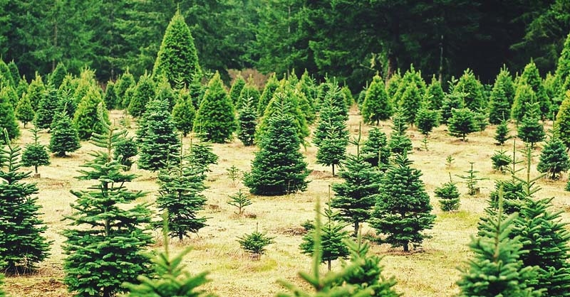 Growing Christmas Trees – How to Grow, Care for and Harvest Christmas Trees