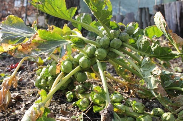 Growing Brussel Sprouts: A Complete Guide to Plant, Grow and Harvest Brussel Sprouts